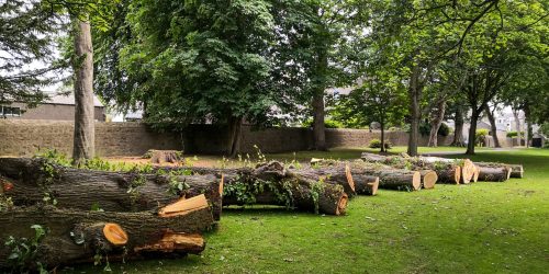 Tree Removal, Tree Cutting, Tree Service, Free Estimates Tree Removal, Tree Cutting, Tree Service, Free Estimates