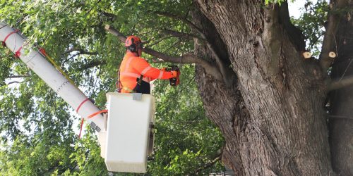 Tree Removal, Tree Cutting, Tree Service, Free Estimates Tree Removal, Tree Cutting, Tree Service, Free Estimates